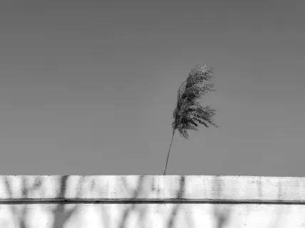 Casino Napoli Aplicación móvil